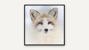 Arctic Fox by Martin Elliott, black float frame