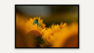 Greeting the Golden Hour by Jennifer Hottinger-Sloan, black float frame