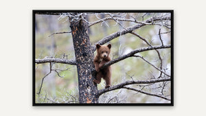 Nancy Wessely – Learning the Ropes, black float frame