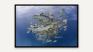 Reef Sharks Feeding in the Bahamas by Gary Burns, black float frame