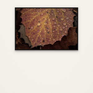 Launch Collection collection - MapleVue