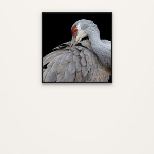Wildlife collection - MapleVue
