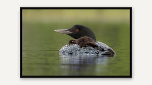 A Ride with Mother by Harry Collins, black float frame [fin:float:Black]