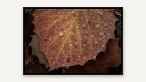 Autumn Droplets by Robert A. Metcalfe, black float frame [fin:float:Black]