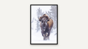 Armor of Ice by Christy Grinton, black float frame [fin:float:Black]
