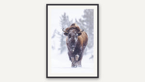 Armor of Ice by Christy Grinton, black picture frame [fin:paper:Black]