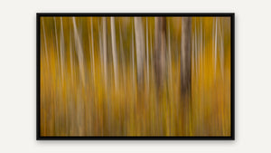 Aspen Dreams by Harry Collins, black float frame [fin:float:Black]