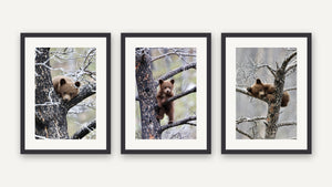 Baby Bears, Set of Three by Nancy Wessely, black picture frame [fin:paper:Black]