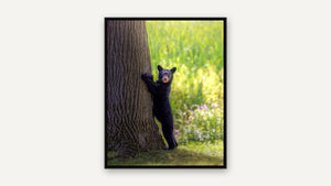 Bear Hug, Honey Harbour by Tatiana Campbell, black float frame [fin:float:Black]