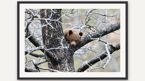 Branch with a View by Nancy Wessely, black picture frame [fin:paper:Black]