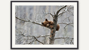 Sweet Dreams by Nancy Wessely, black picture frame [fin:paper:Black]