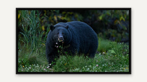 Black bear in clover by Martin Elliott, black float frame [fin:float:Black]