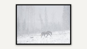 Blizzard by Debra Garside, black float frame [fin:float:Black]