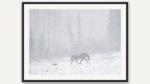 Blizzard by Debra Garside, black picture frame [fin:paper:Black]