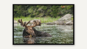 Bull Moose, Algonquin by Rob Stimpson, black float frame [fin:float:Black]