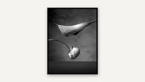 Calla Lilly and Rose by Rick Bogacz, black float frame [fin:float:Black]