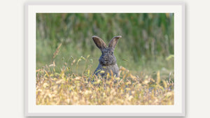 Ear-resistible by Christy Grinton, white picture frame [fin:paper:White]