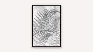 Fern Study by Lisa Robertson, black float frame [fin:float:Black]