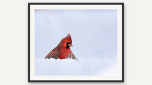 Fire and Ice by Ginette Kew, black picture frame [fin:paper:Black]