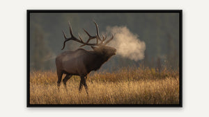 Frosty Bugle by Harry Collins, black float frame [fin:float:Black]