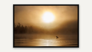 Golden Mist by Harry Collins, black float frame [fin:float:Black]
