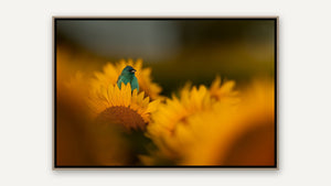 Greeting the Golden Hour by Jennifer Hottinger-Sloan, whitewashed wood float frame [fin:float:Whitewashed Wood]