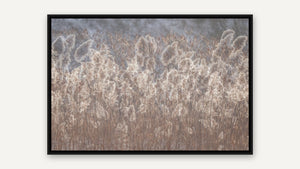Into the Reeds by Lisa Robertson, black float frame [fin:float:Black]