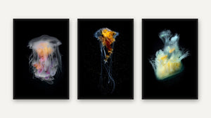 Jellyfish, Set of Three by Gary Burns, black float frame [fin:float:Black]