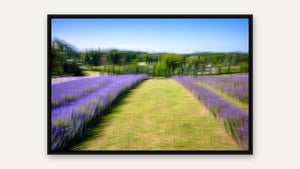 Lavender Field by Marni Appel, black float frame [fin:float:Black]
