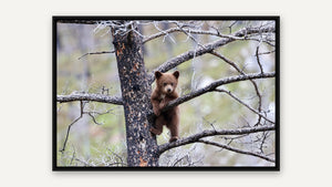 Learning the Ropes by Nancy Wessely, black float frame [fin:float:Black]
