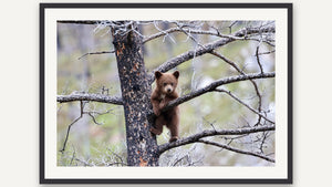 Learning the Ropes by Nancy Wessely, black picture frame [fin:paper:Black]