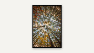 Looking Up by Lisa Robertson, black float frame [fin:float:Black]