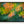 Maple Impression by Robert A. Metcalfe, black float frame [fin:float:Black]