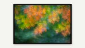 Maple Impression by Robert A. Metcalfe, black float frame [fin:float:Black]