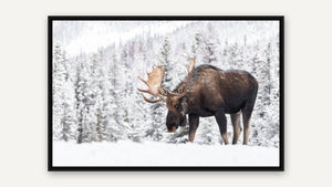 Moose in the Snowfall by Harry Collins, black float frame [fin:float:Black]