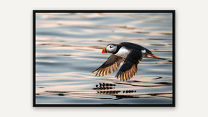 Morning Flight by Gen Caron, black float frame [fin:float:Black]