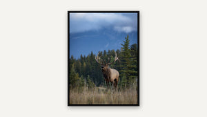 Mountain Monarch by Harry Collins, black float frame [fin:float:Black]