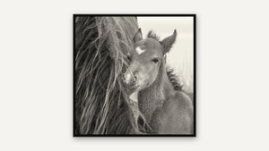 New Beginnings by Debra Garside, black float frame [fin:float:Black]