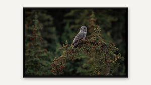 Owl in the Pines by Harry Collins, black float frame [fin:float:Black]