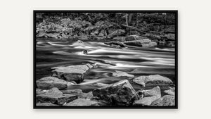 Oxtongue in Motion by Rob Stimpson, black float frame [fin:float:Black]
