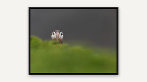 Peek-a-Boo Puffin by Ginette Kew, black float frame [fin:float:Black]