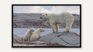 Polar Bear Family by Christy Grinton, black float frame [fin:float:Black]