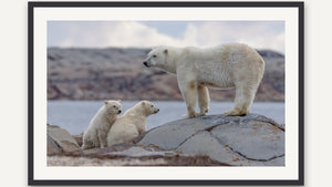 Polar Bear Family by Christy Grinton, black picture frame [fin:paper:Black]