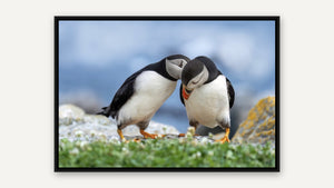 Puffin Secrets by Ginette Kew, black float frame [fin:float:Black]