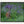 Purple Blooms by Ginette Kew, black float frame [fin:float:Black]