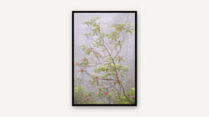 Rhododendron in Fog by Lisa Robertson, black float frame [fin:float:Black]