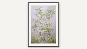 Rhododendron in Fog by Lisa Robertson, black picture frame [fin:paper:Black]