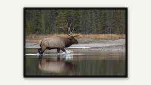 River Crossing by Harry Collins, black float frame [fin:float:Black]