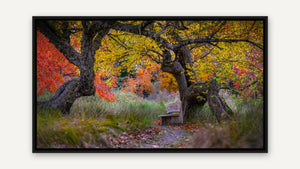 Room to Pause by Jim Neale, black float frame [fin:float:Black]