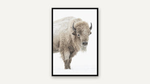 Sacred White Buffalo by Debra Garside, black float frame [fin:float:Black]